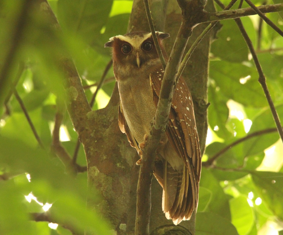 Crested Owl - Paul Lenrumé