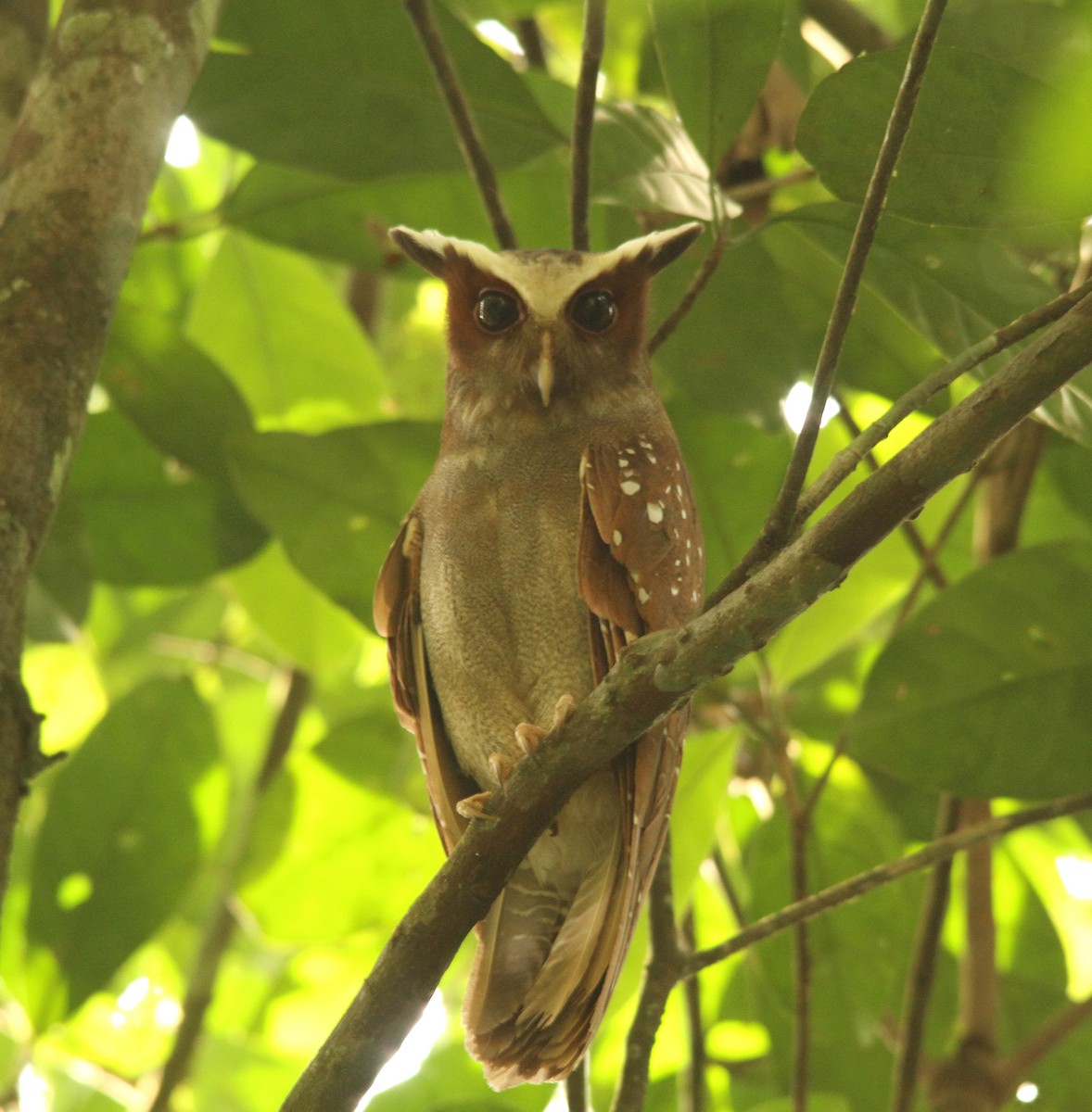 Crested Owl - Paul Lenrumé