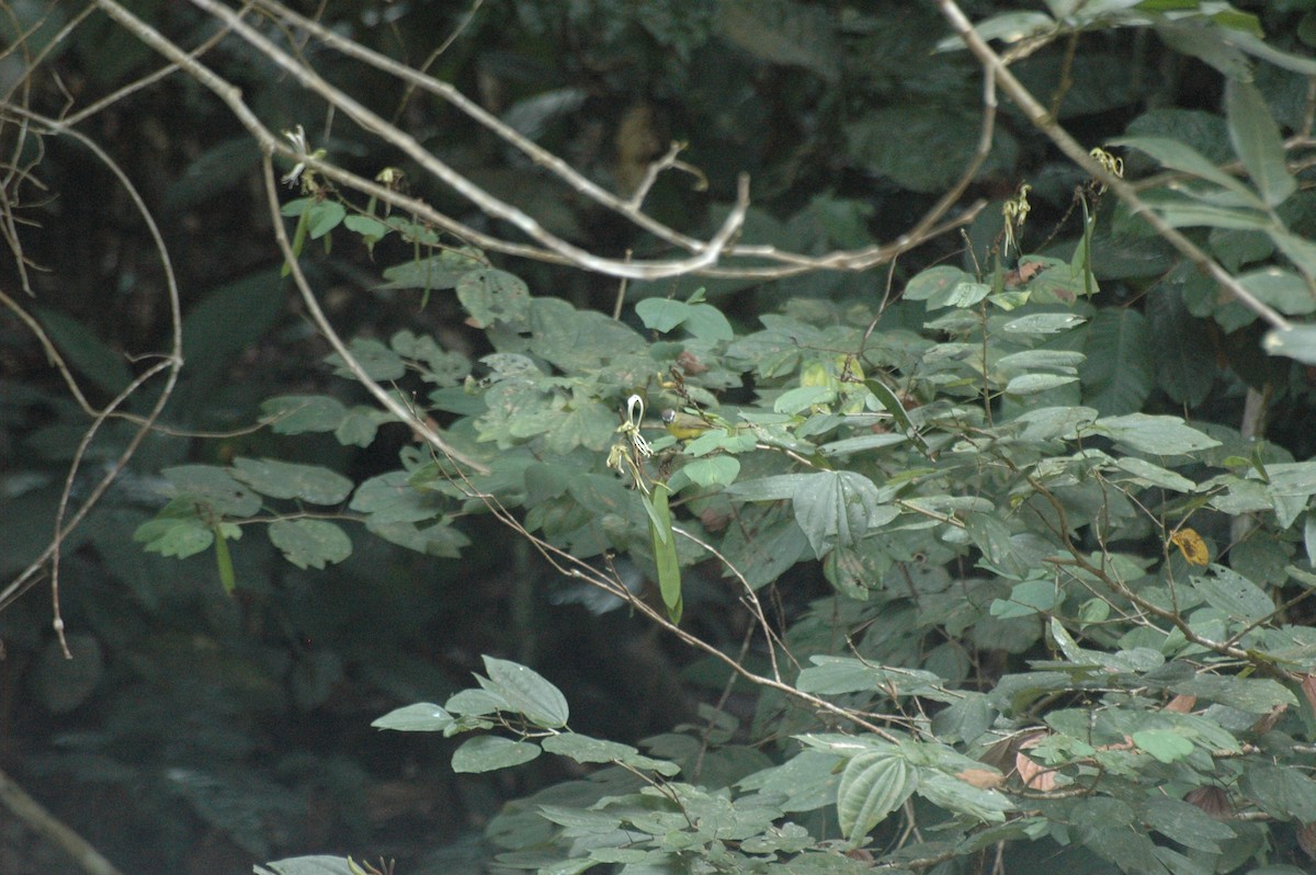 Brown-capped Tyrannulet - Juan Escudero