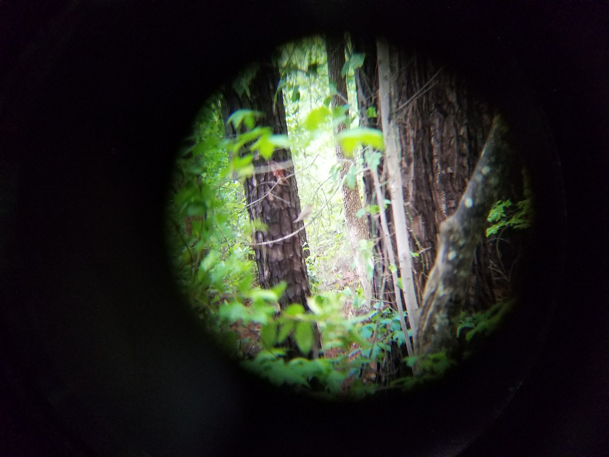 Swainson's Thrush - ML28030041