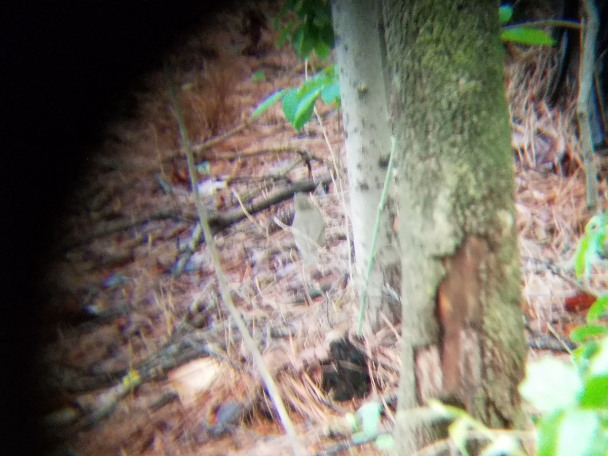 Swainson's Thrush - ML28030071