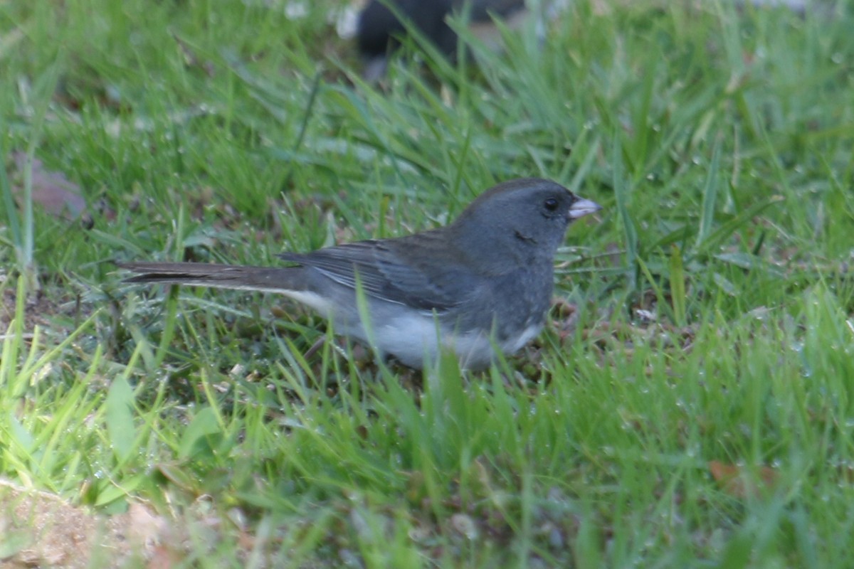 Dark-eyed Junco (Slate-colored) - ML280300901