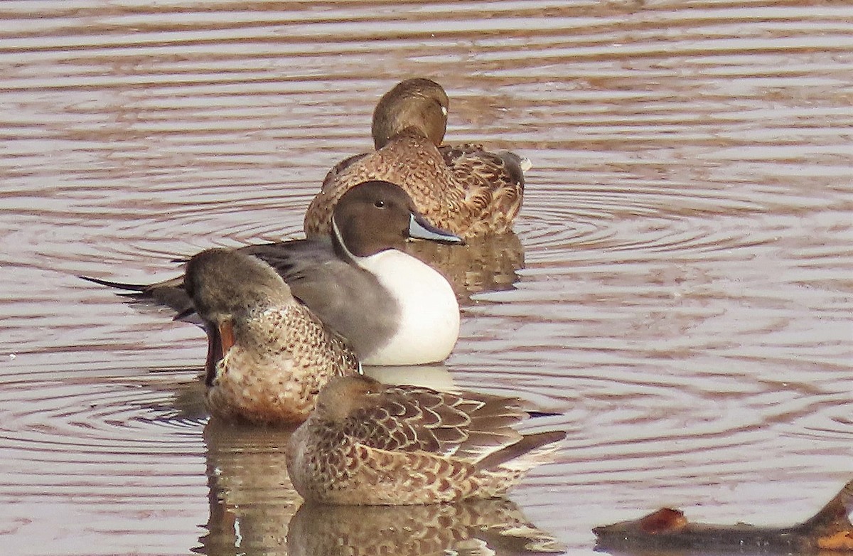 Northern Pintail - Junice Neubauer