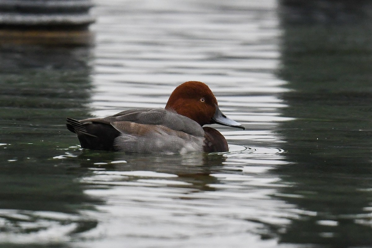 Common Pochard x Ferruginous Duck (hybrid) - Maryse Neukomm