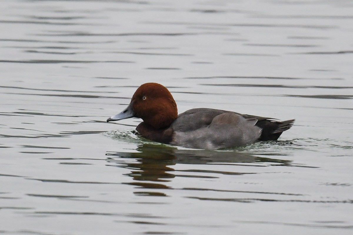 Common Pochard x Ferruginous Duck (hybrid) - ML280305211