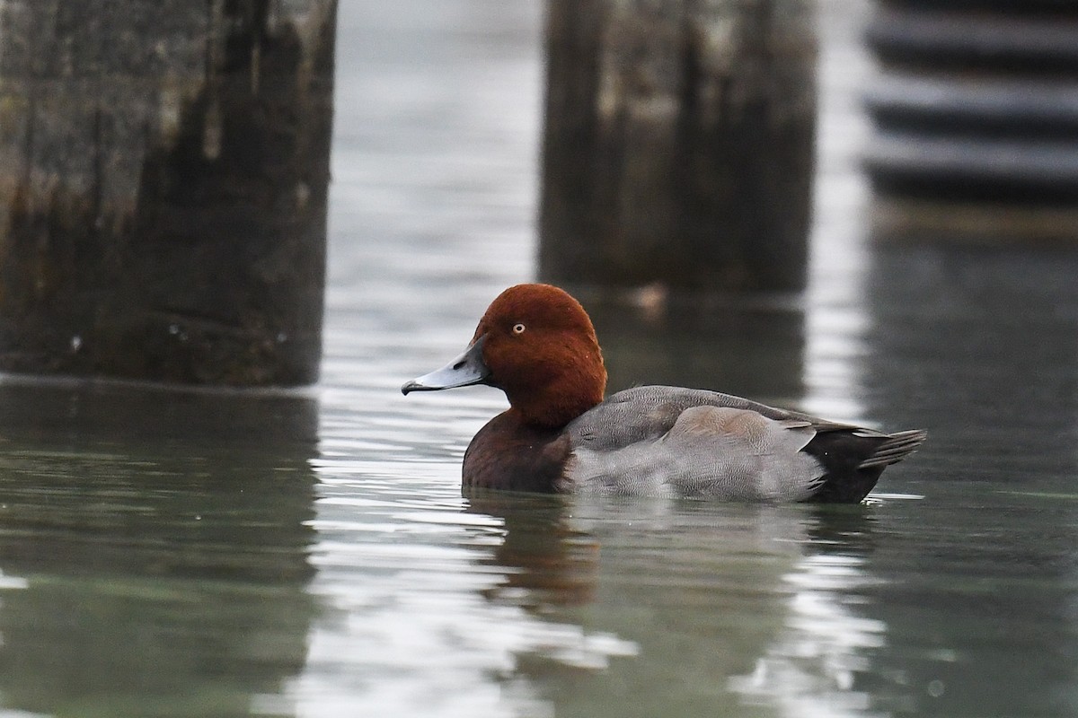 Common Pochard x Ferruginous Duck (hybrid) - Maryse Neukomm