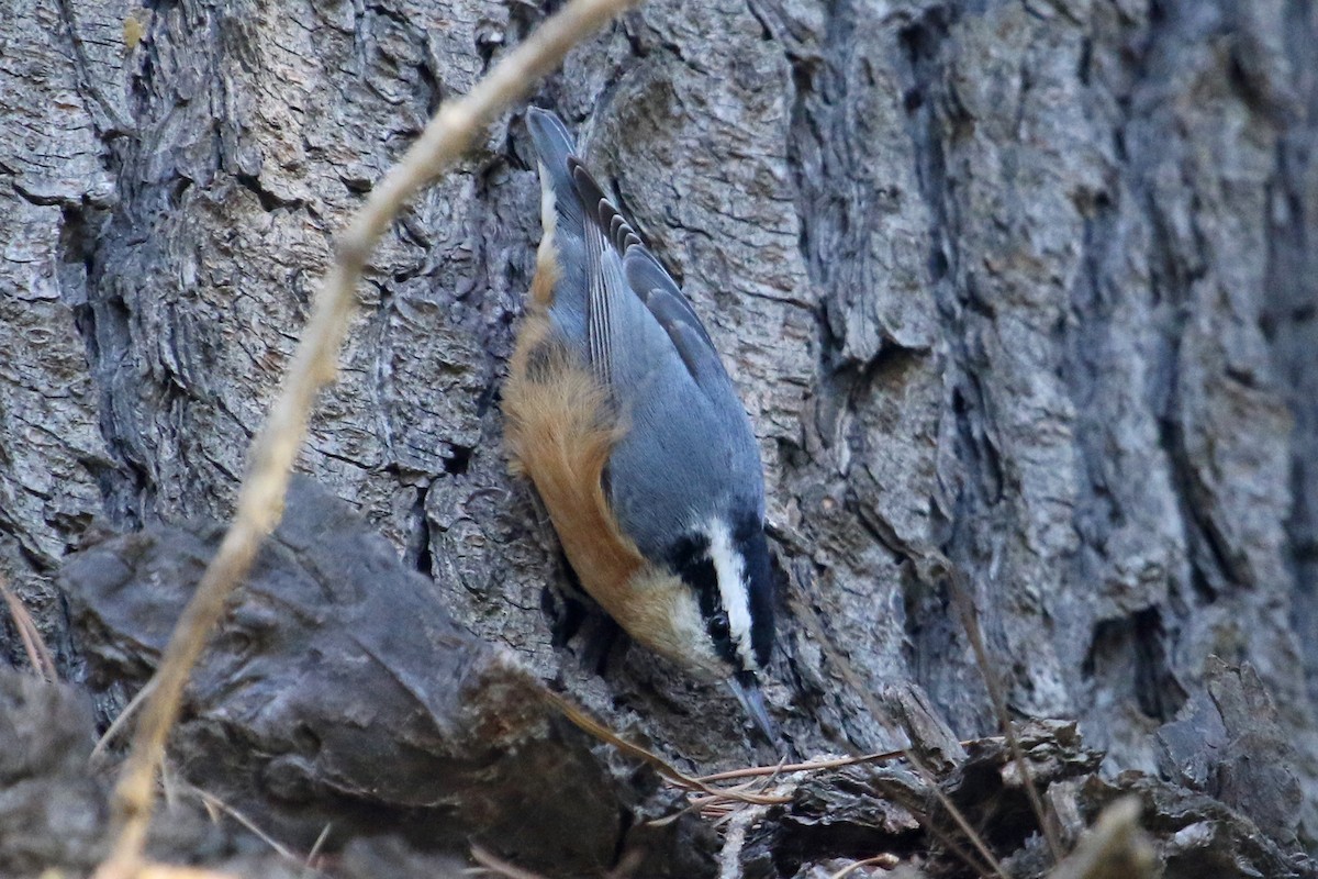 Red-breasted Nuthatch - ML280305271