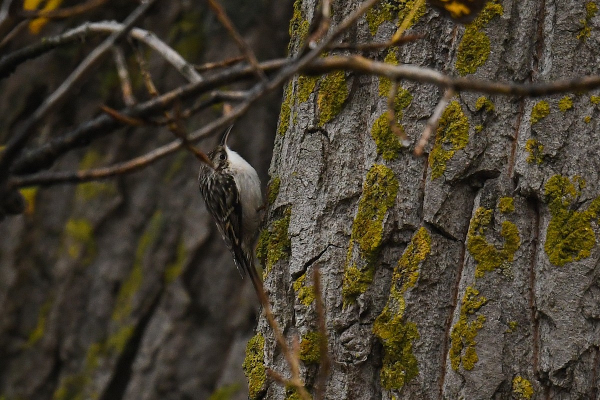 Short-toed Treecreeper - ML280305281