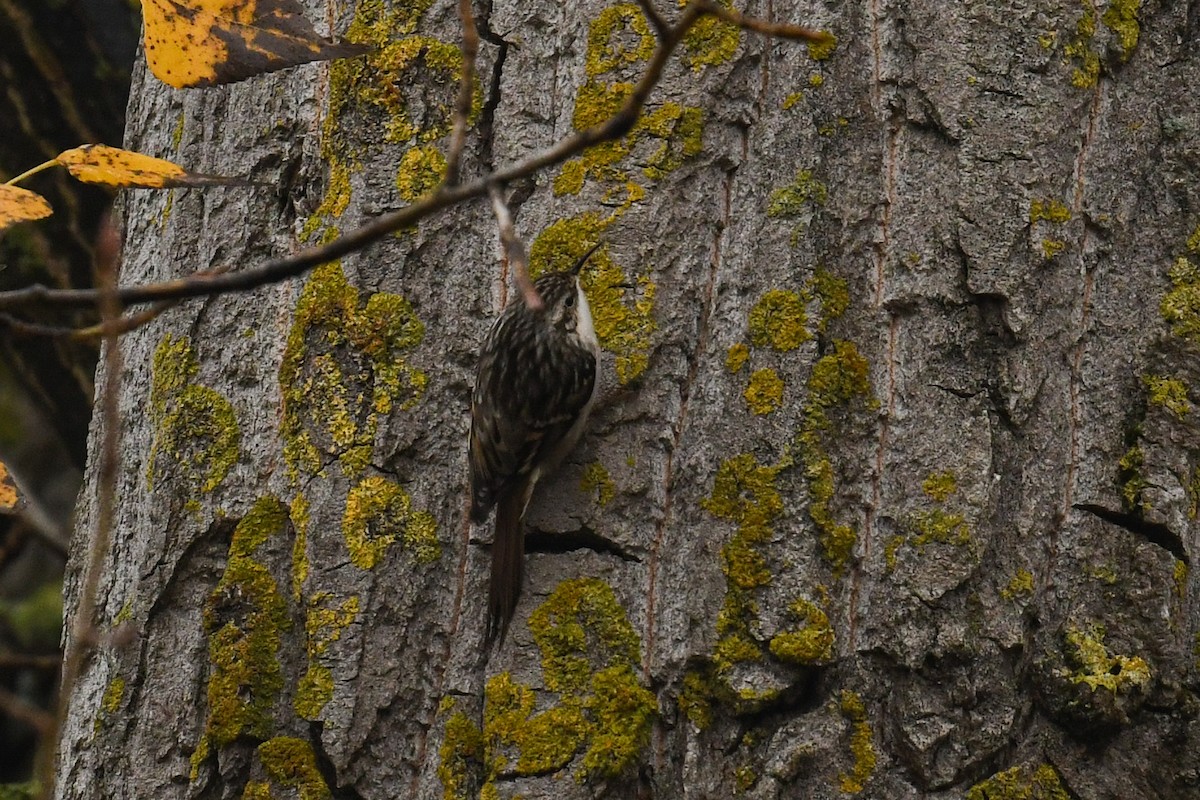 Short-toed Treecreeper - ML280305301