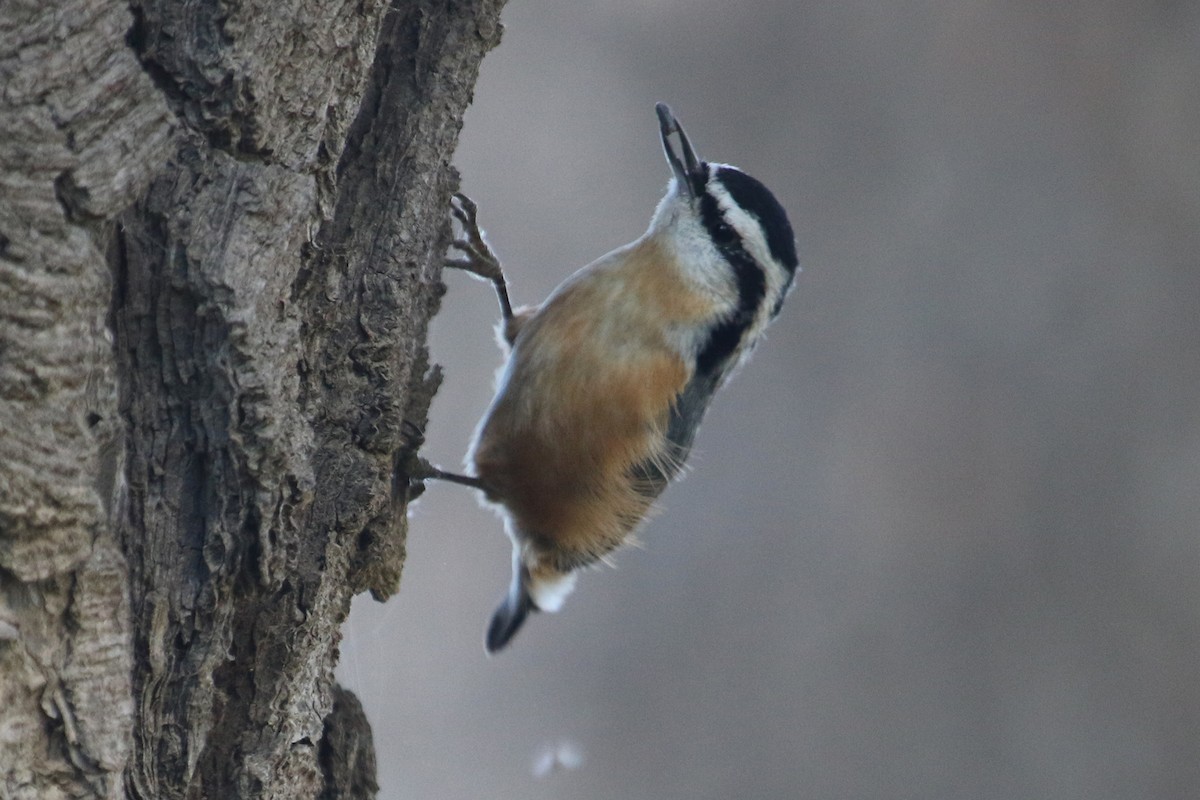 Red-breasted Nuthatch - ML280305311