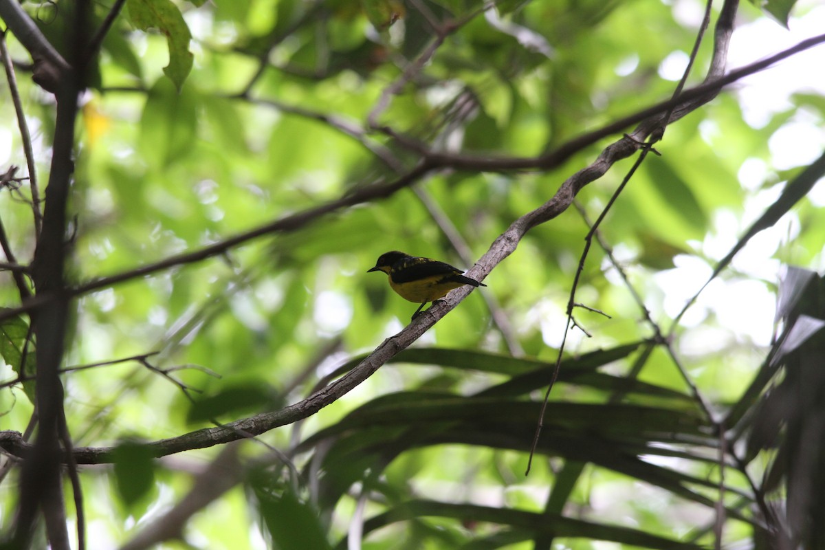 Yellow-bellied Dacnis - Paul Lenrumé