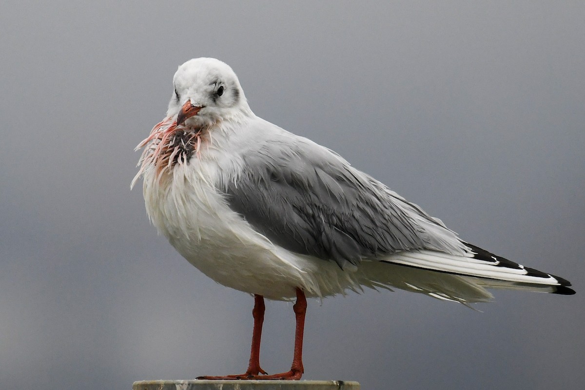 Black-headed Gull - ML280306531