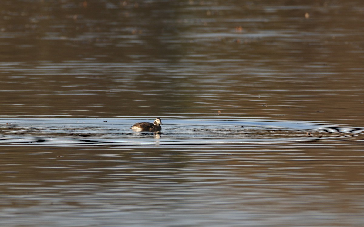 Long-tailed Duck - ML280307291