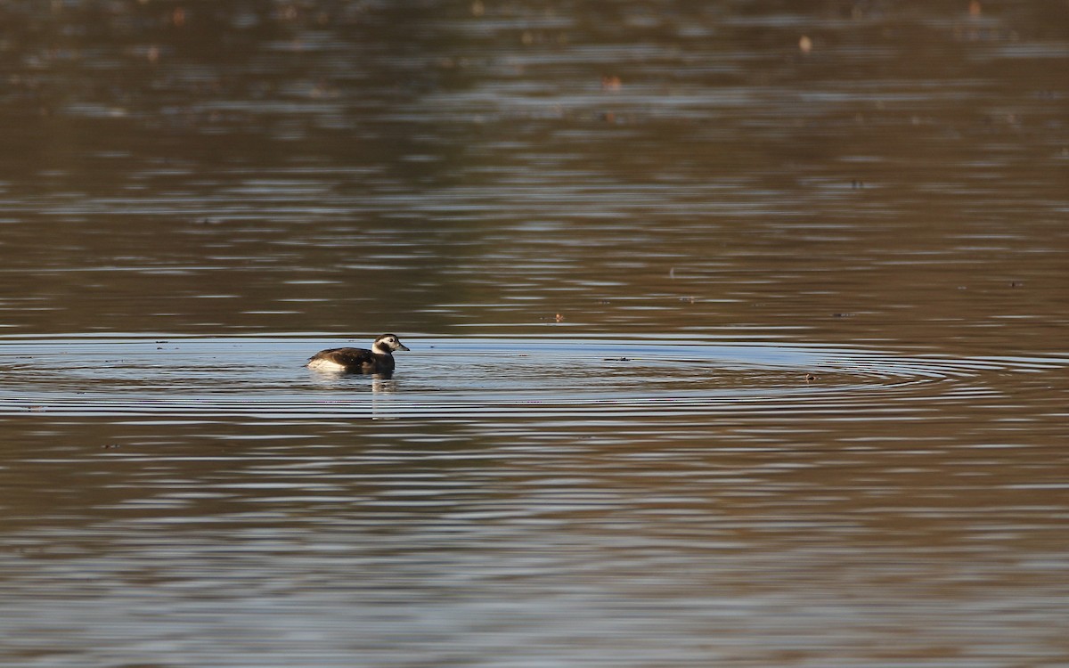 Long-tailed Duck - ML280307341