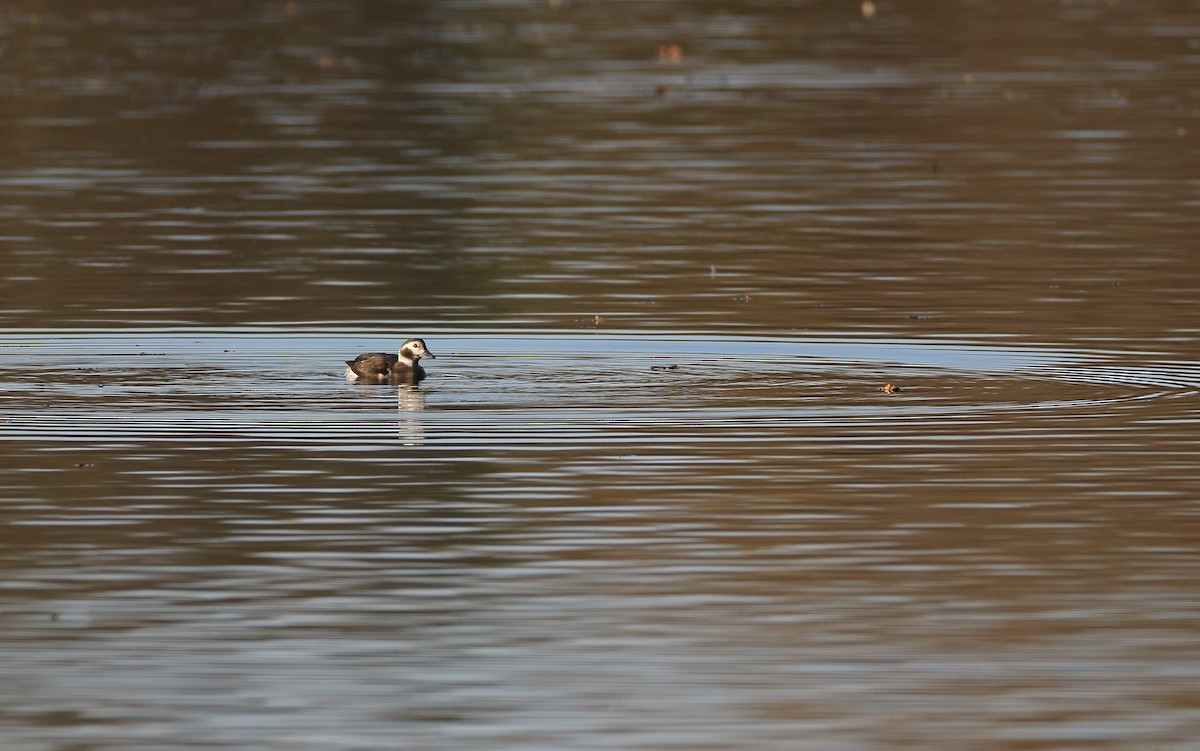 Long-tailed Duck - ML280307371