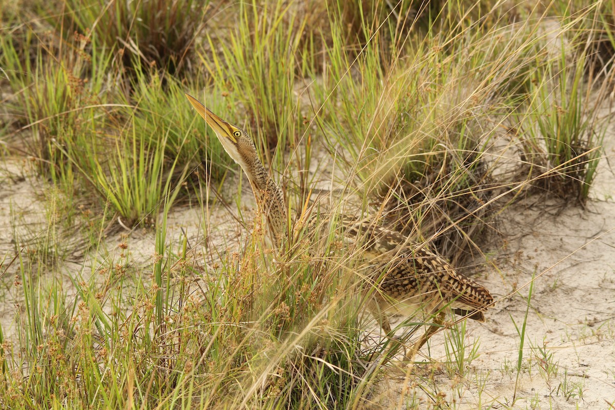 Pinnated Bittern - ML280309041