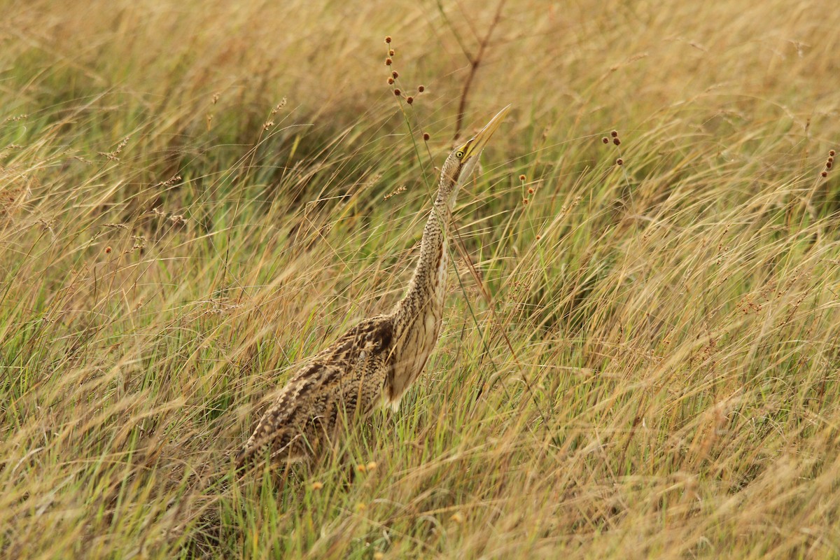 Pinnated Bittern - ML280309091