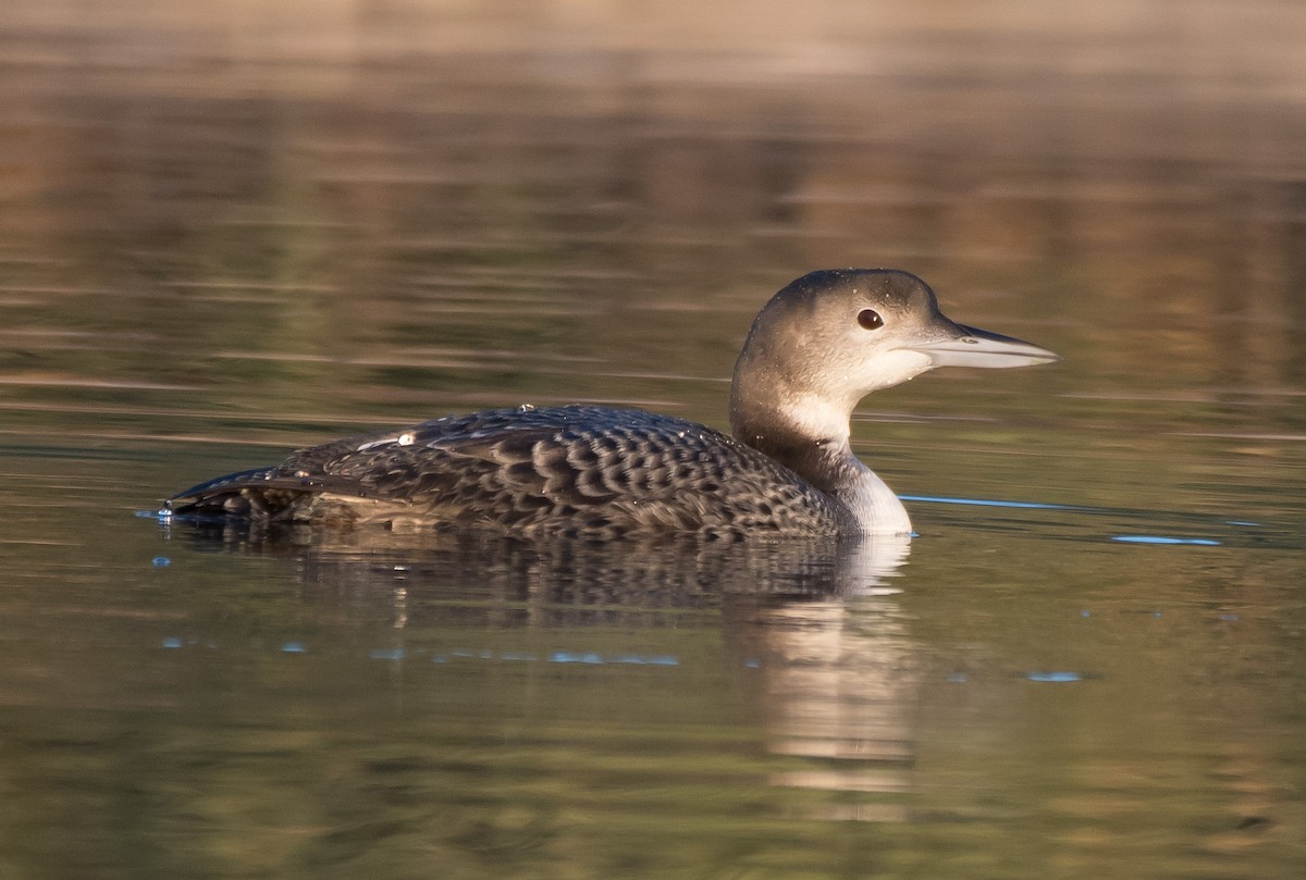 Common Loon - ML280309661