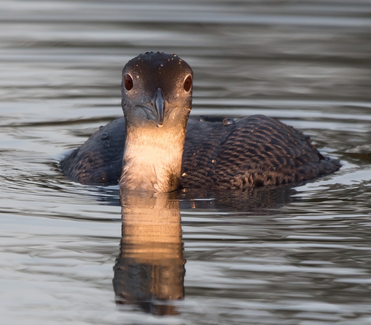 Common Loon - ML280309671