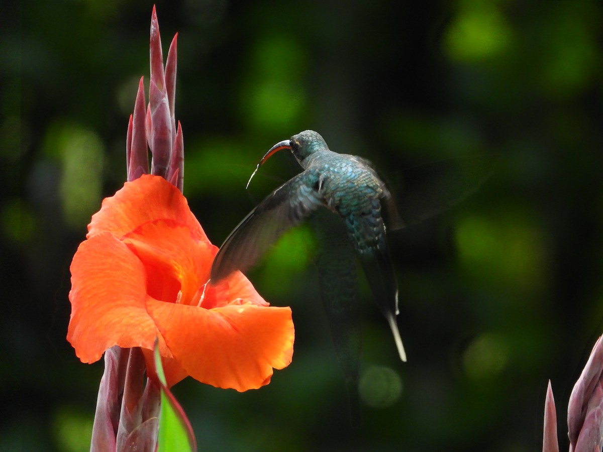 kolibřík šedobřichý - ML280311341