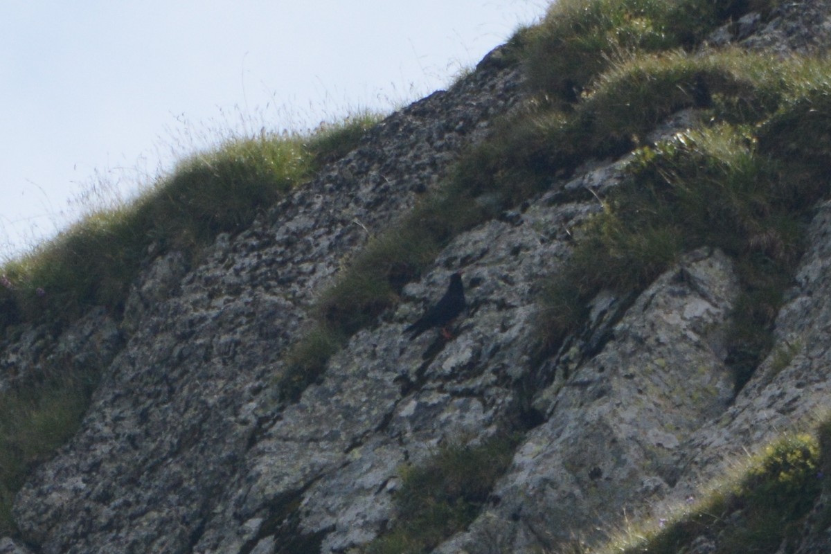 Red-billed Chough - Ergün Cengiz