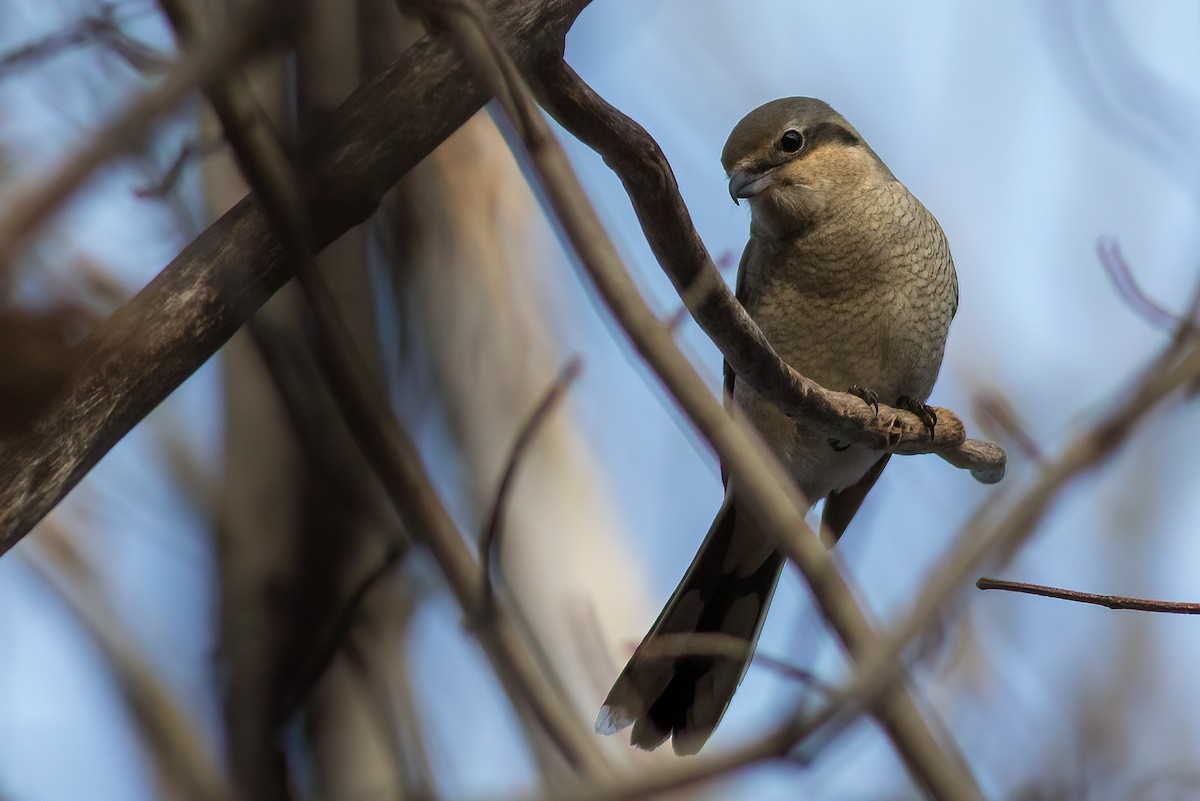 Northern Shrike - ML280312371