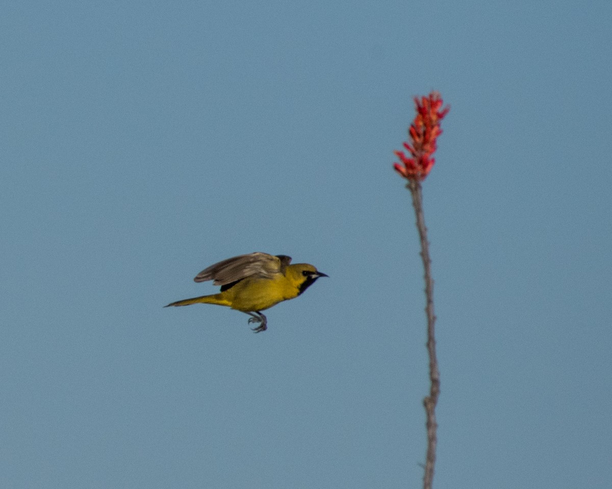 Orchard Oriole - ML28031271