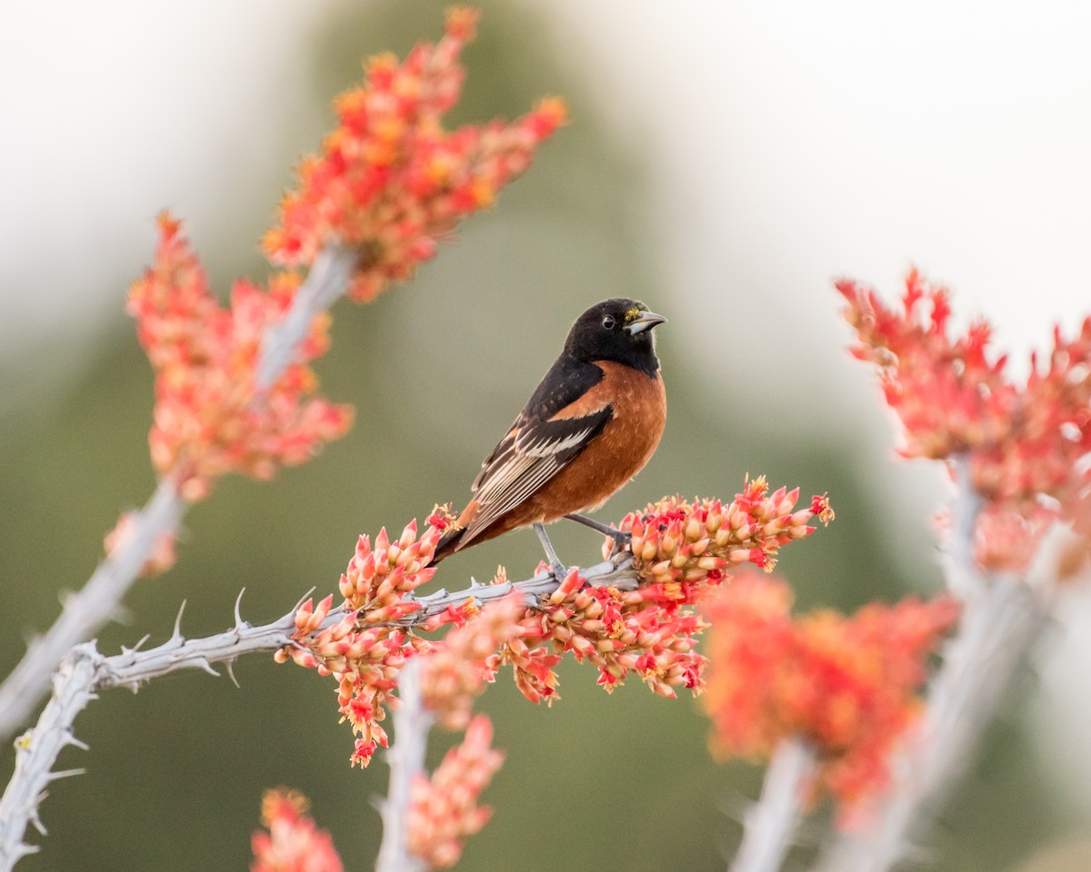Orchard Oriole - ML28031281