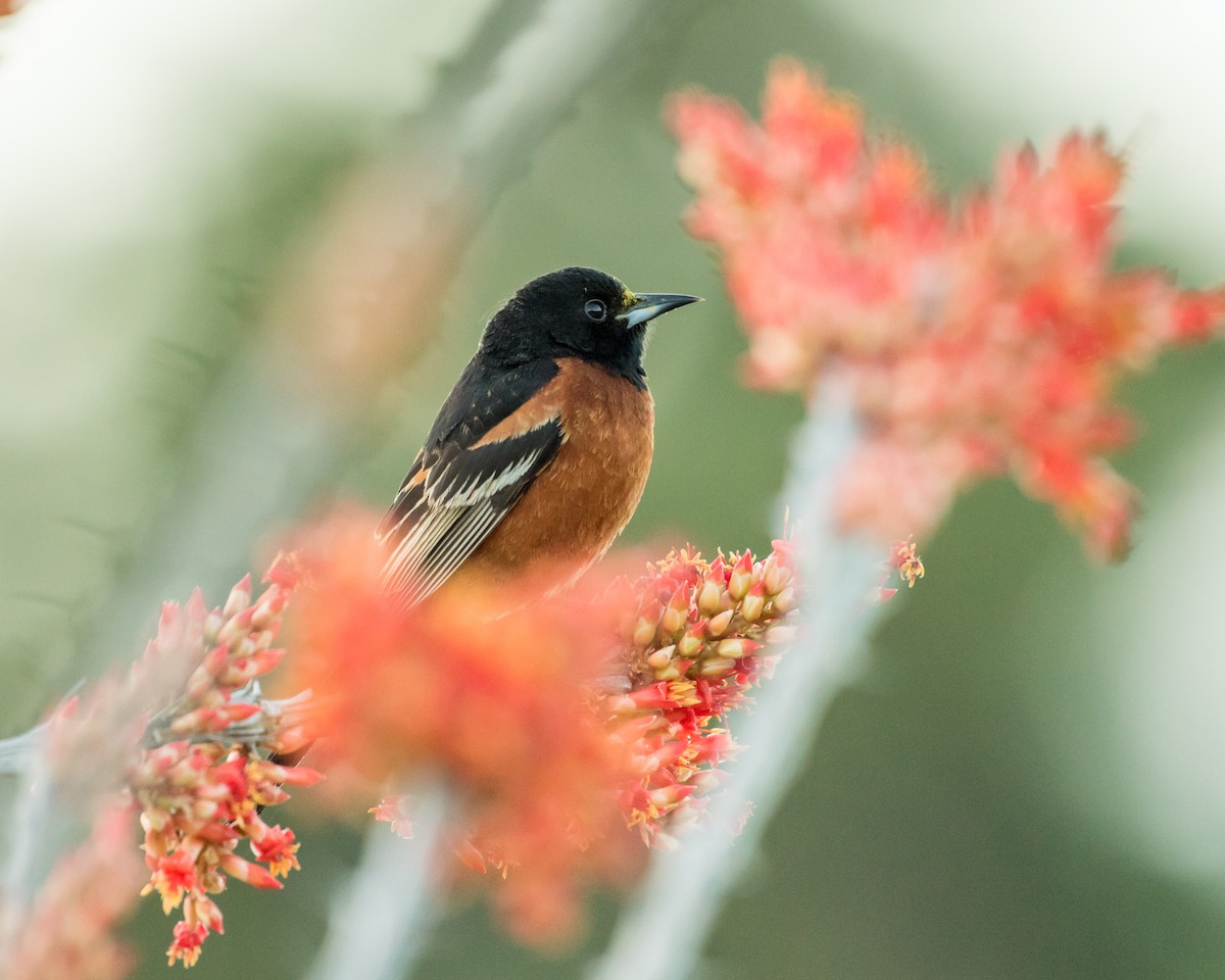 Orchard Oriole - ML28031291