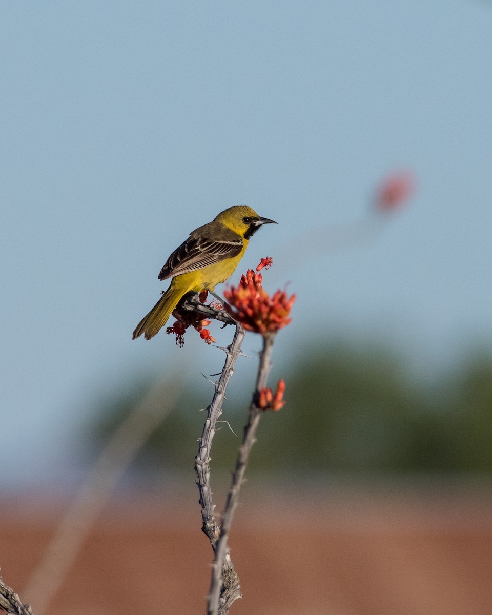 Orchard Oriole - ML28031301