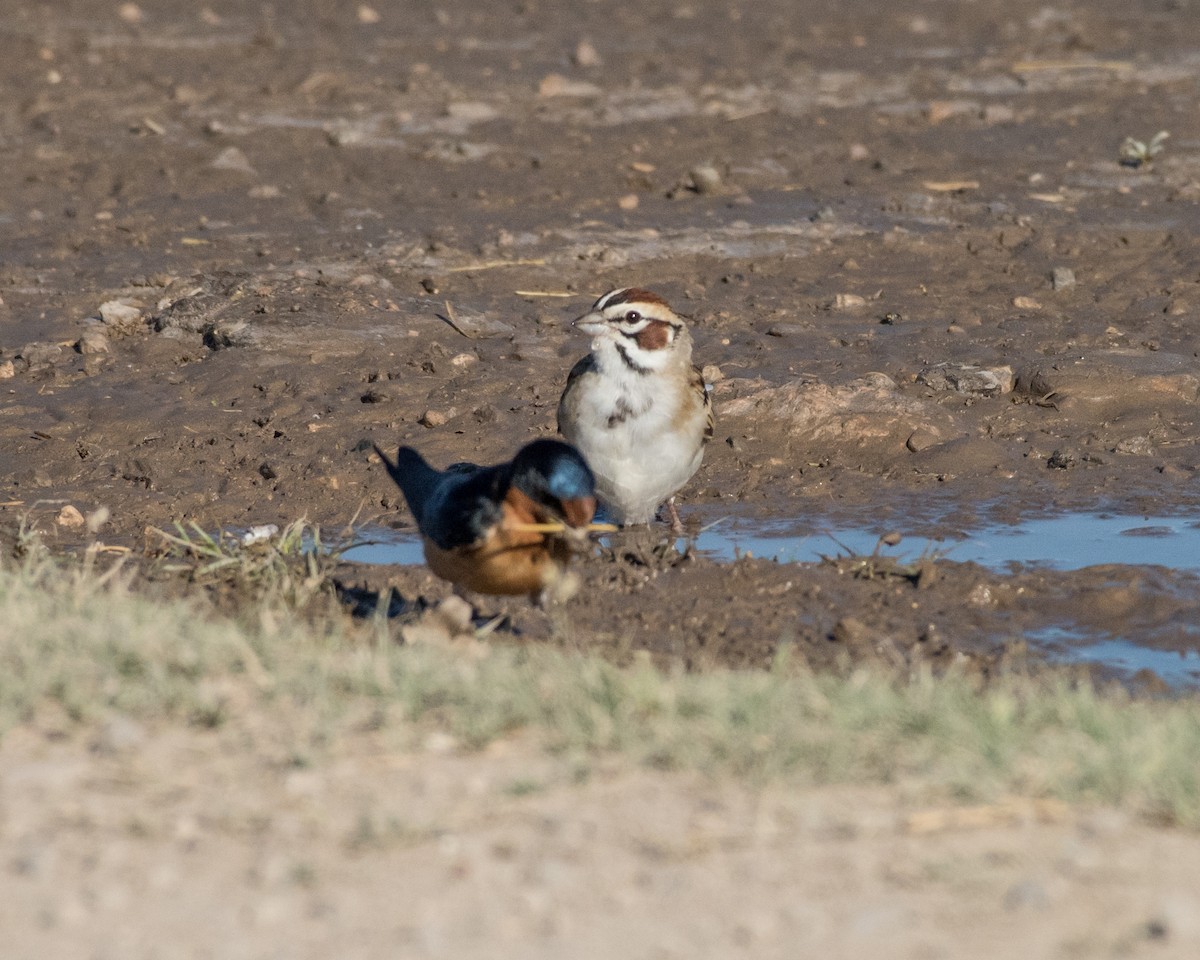 Lark Sparrow - ML28031311