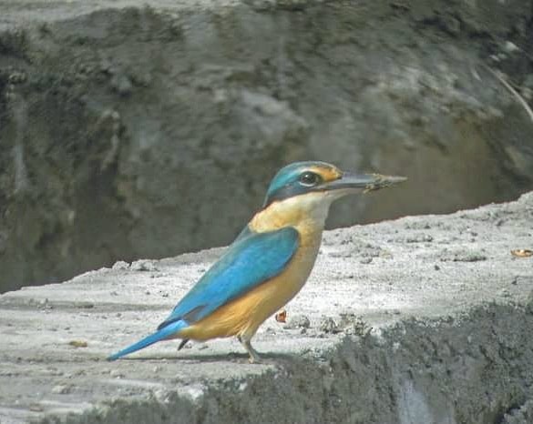 Sacred Kingfisher (Australasian) - ML280313211