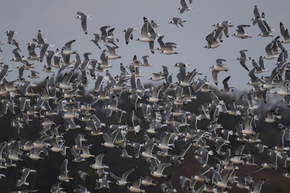 Franklin's Gull - Joe Cochran