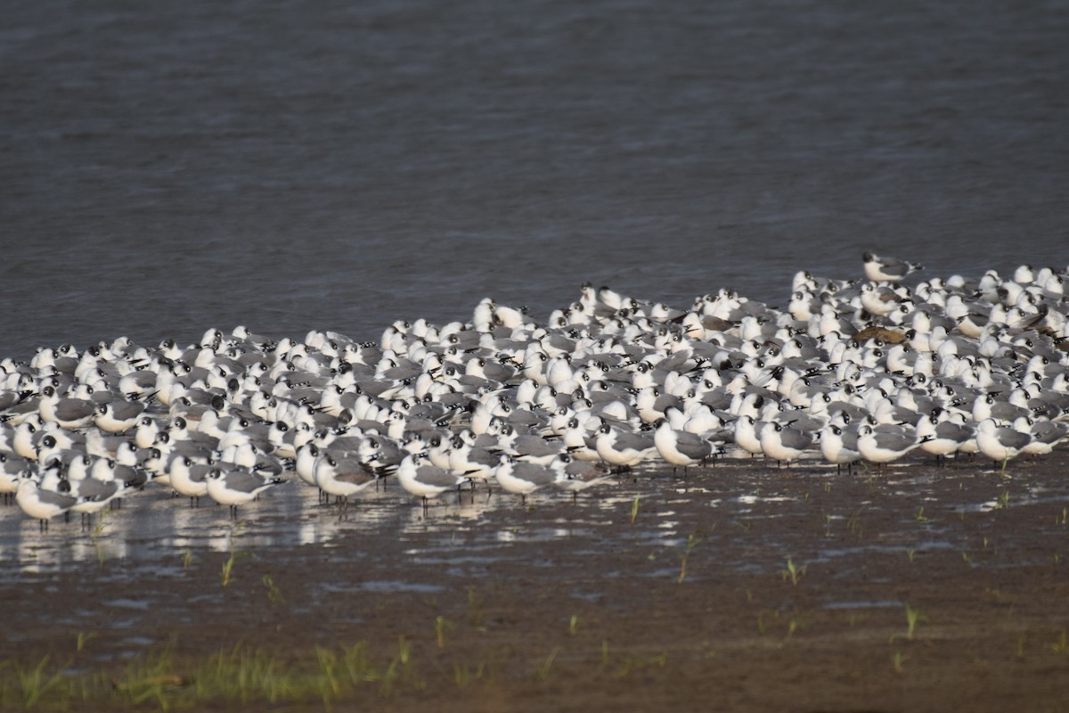 Mouette de Franklin - ML280313521