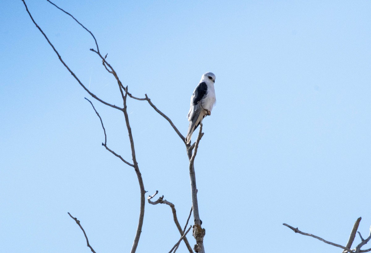 White-tailed Kite - Kim Brown