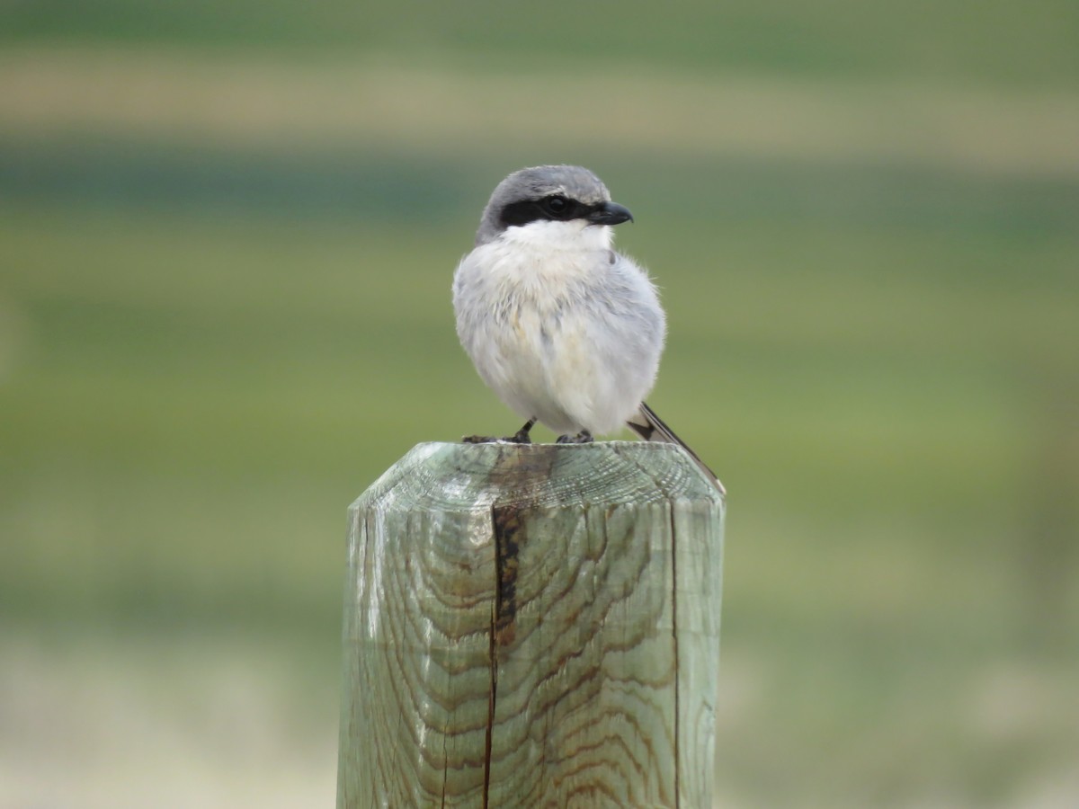 Loggerhead Shrike - ML28031571