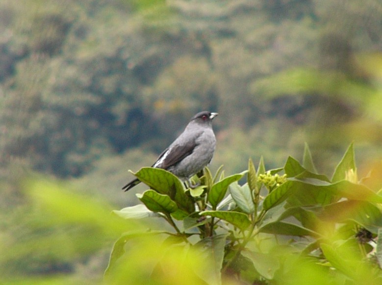 Red-crested Cotinga - Bill Telfair