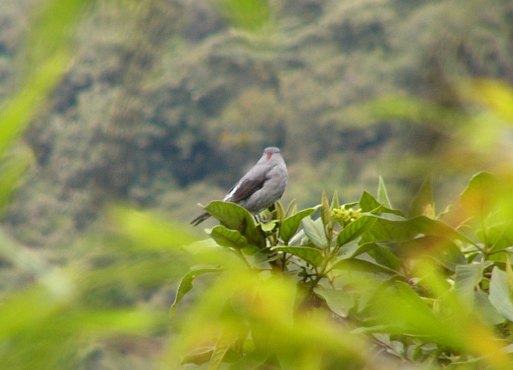 Cotinga Crestirrojo - ML280315951