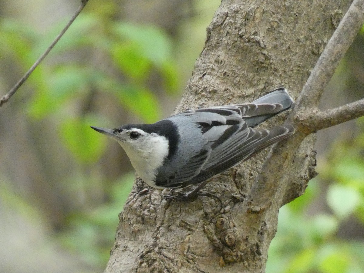 White-breasted Nuthatch - ML280316341