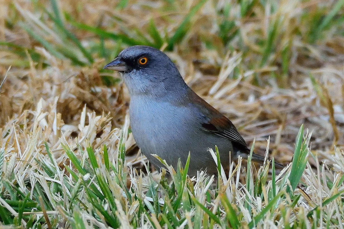 Junco aux yeux jaunes - ML280316681