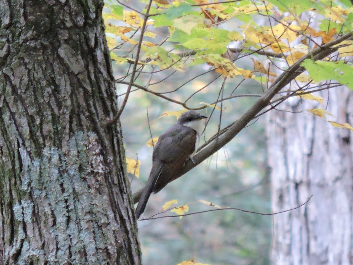 Yellow-billed Cuckoo - ML280316791