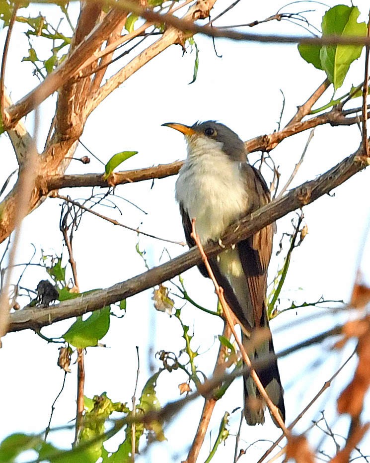 Yellow-billed Cuckoo - ML280316921