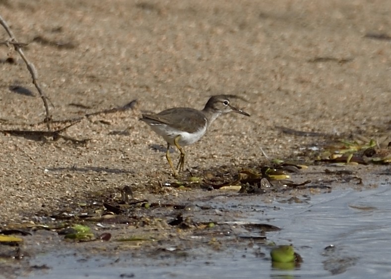 Spotted Sandpiper - ML280316981