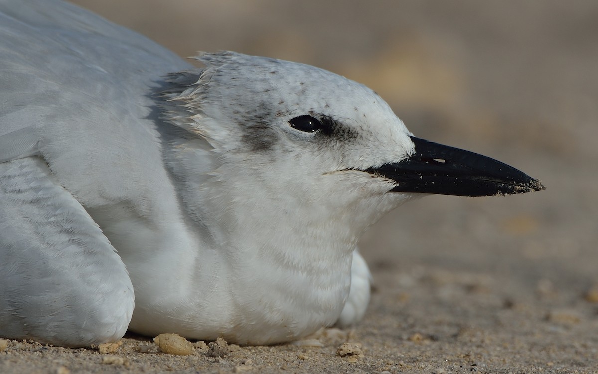 Gull-billed Tern - ML280317231