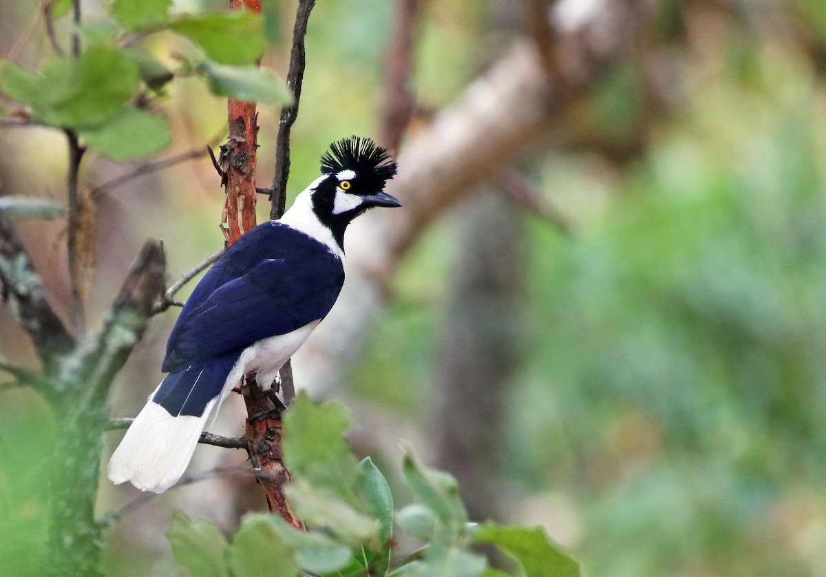 Tufted Jay - ML28031761