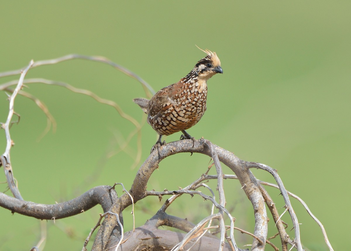 Crested Bobwhite - ML280317981