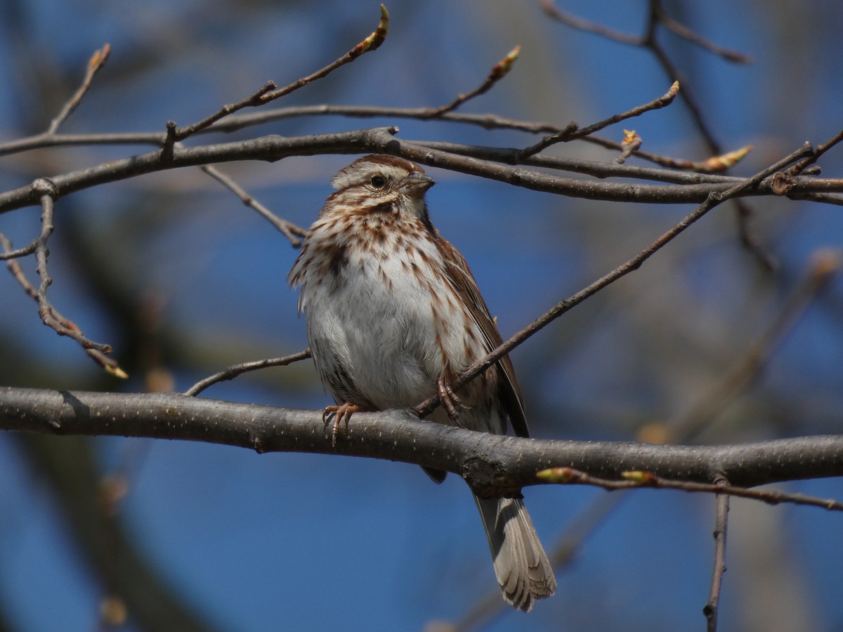 Song Sparrow - ML280319661