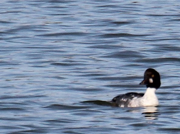 Common Goldeneye - ML280320521