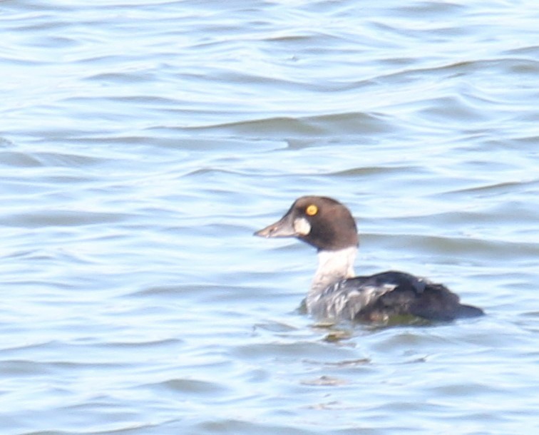 Common Goldeneye - ML280320541