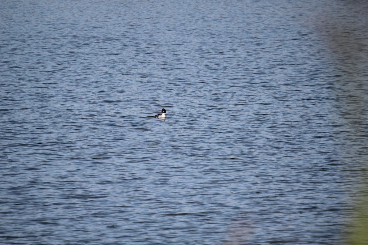 Common Goldeneye - ML280320591